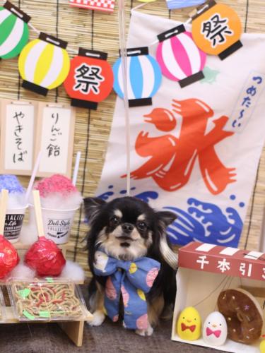 20240713プリンちゃん